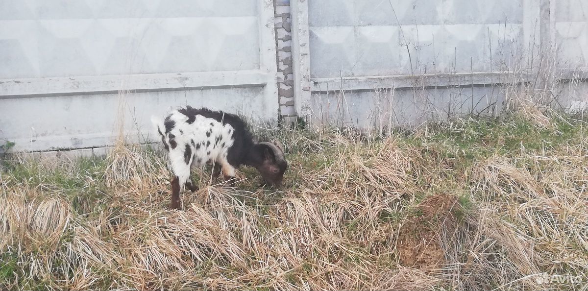 Камерун козёл, козлята, дойные козы купить на Зозу.ру - фотография № 1