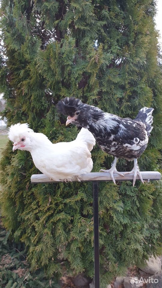 Утята, цыплята, инкубационное яйцо купить на Зозу.ру - фотография № 3