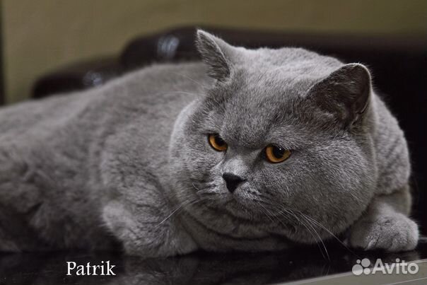 Британский кот для вязки купить на Зозу.ру - фотография № 2