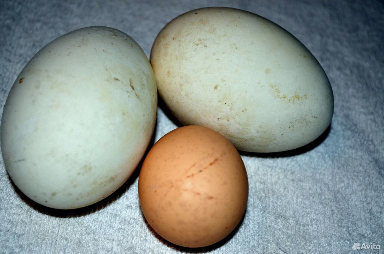 Гусиные яйца, гусята купить на Зозу.ру - фотография № 1