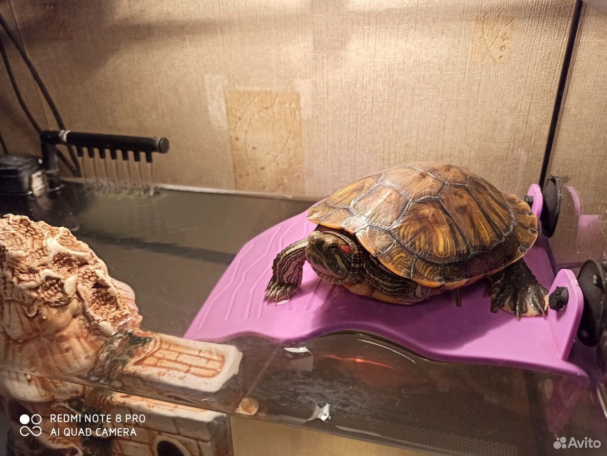 Красноухая черепаха с террариумом купить на Зозу.ру - фотография № 2