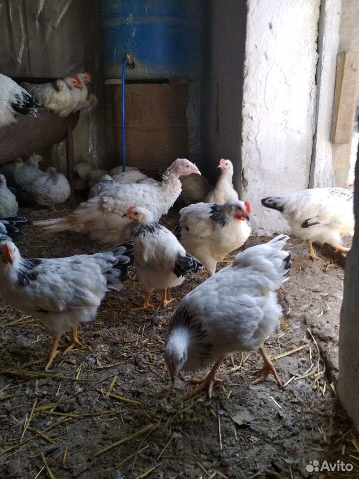 Цыплята серебро несушки купить на Зозу.ру - фотография № 6