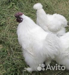 Цыплята от 14 суток от своих породных кур купить на Зозу.ру - фотография № 6
