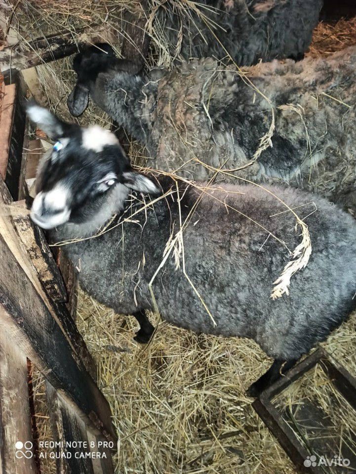 Баран,овца 5месяцев купить на Зозу.ру - фотография № 2