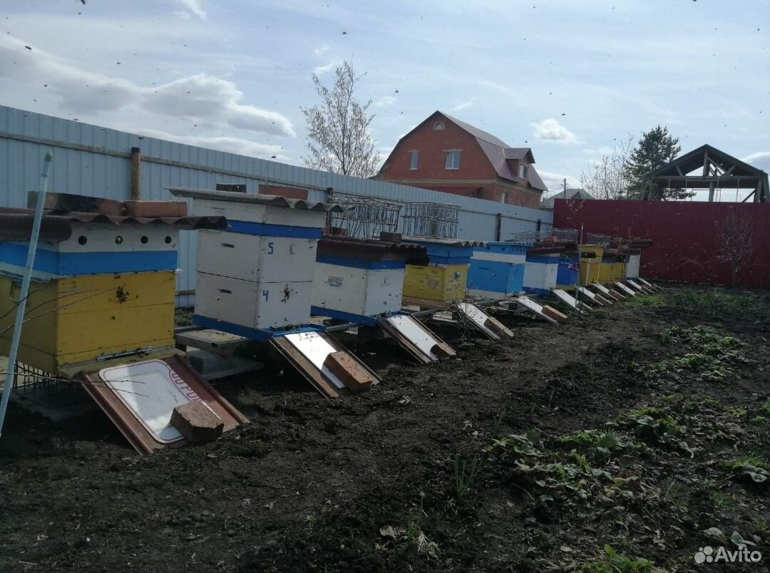 Пчелы среднерусские купить на Зозу.ру - фотография № 3