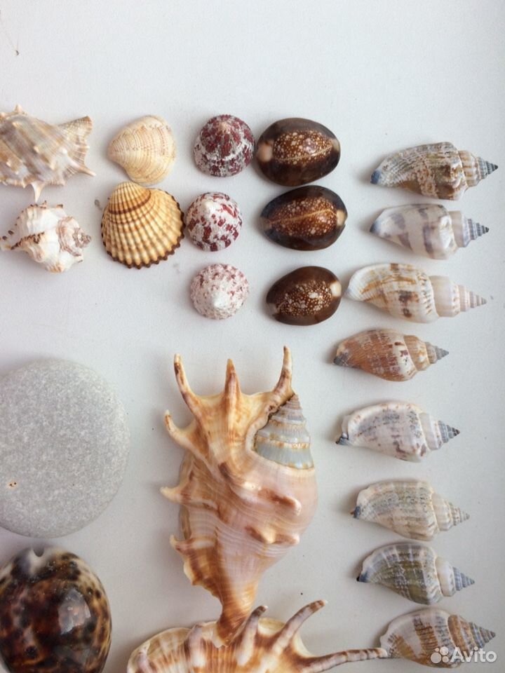 Ракушки морские камни декор для аквариума купить на Зозу.ру - фотография № 2