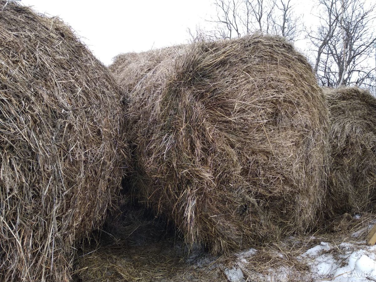 Верблюжье сено. Купить сено в Крыму.
