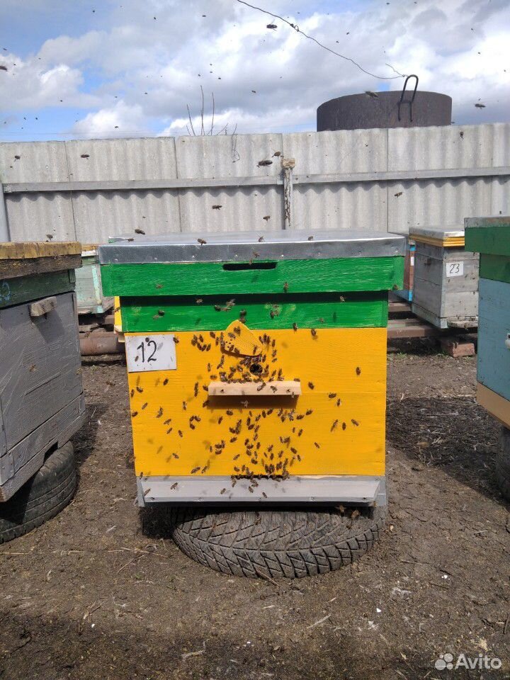 Продаются пчелосемьи. Зимовка прошла успешно. Семь купить на Зозу.ру - фотография № 1
