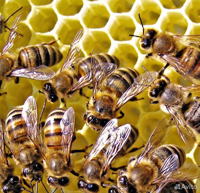 Пчелосемьи. цена договорная купить на Зозу.ру - фотография № 1