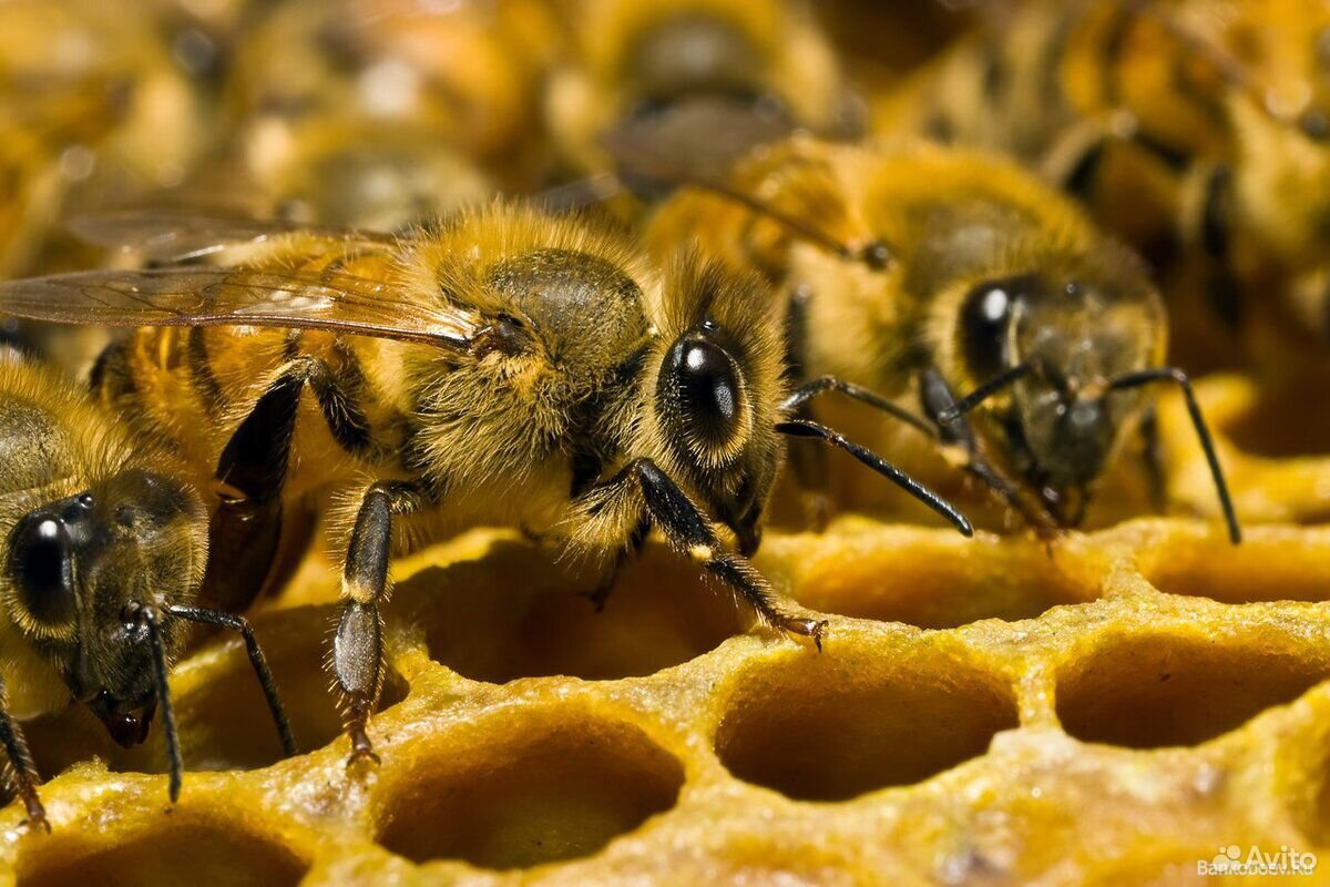 Продаются пчелосемьи и пчелопакеты купить на Зозу.ру - фотография № 1