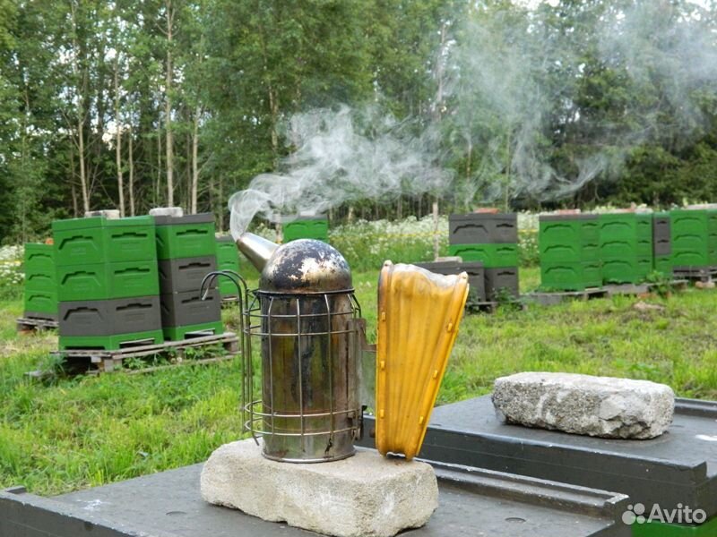 Пчёлы (пчелосемьи, отводки, плодные матки) купить на Зозу.ру - фотография № 1