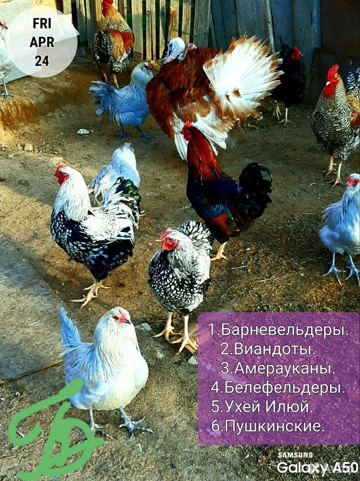 Петухи купить на Зозу.ру - фотография № 4