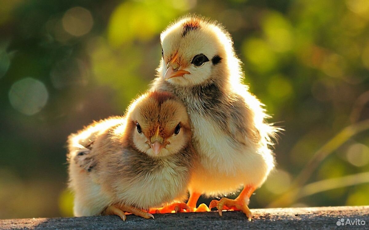 Цыплята (несушки ) купить на Зозу.ру - фотография № 7