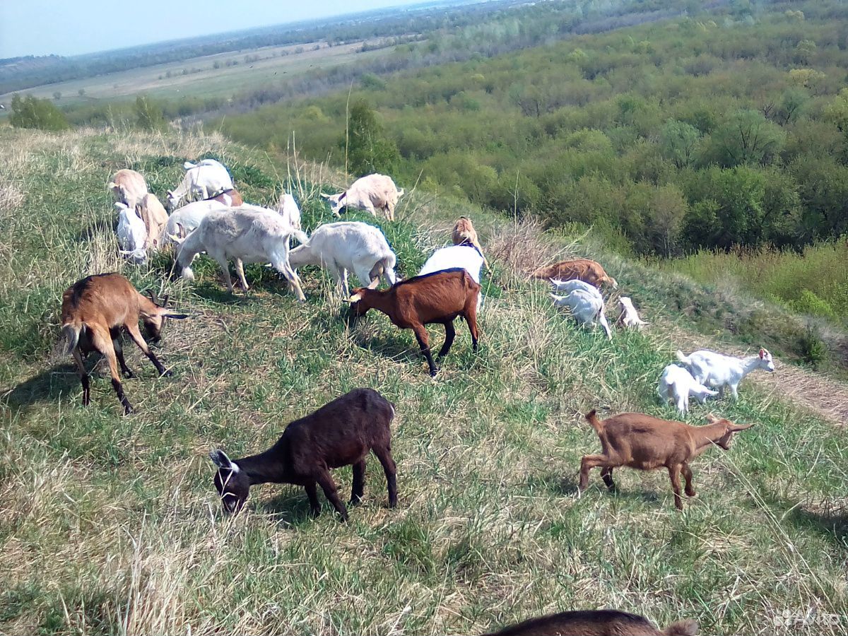 Продаются козы купить на Зозу.ру - фотография № 2