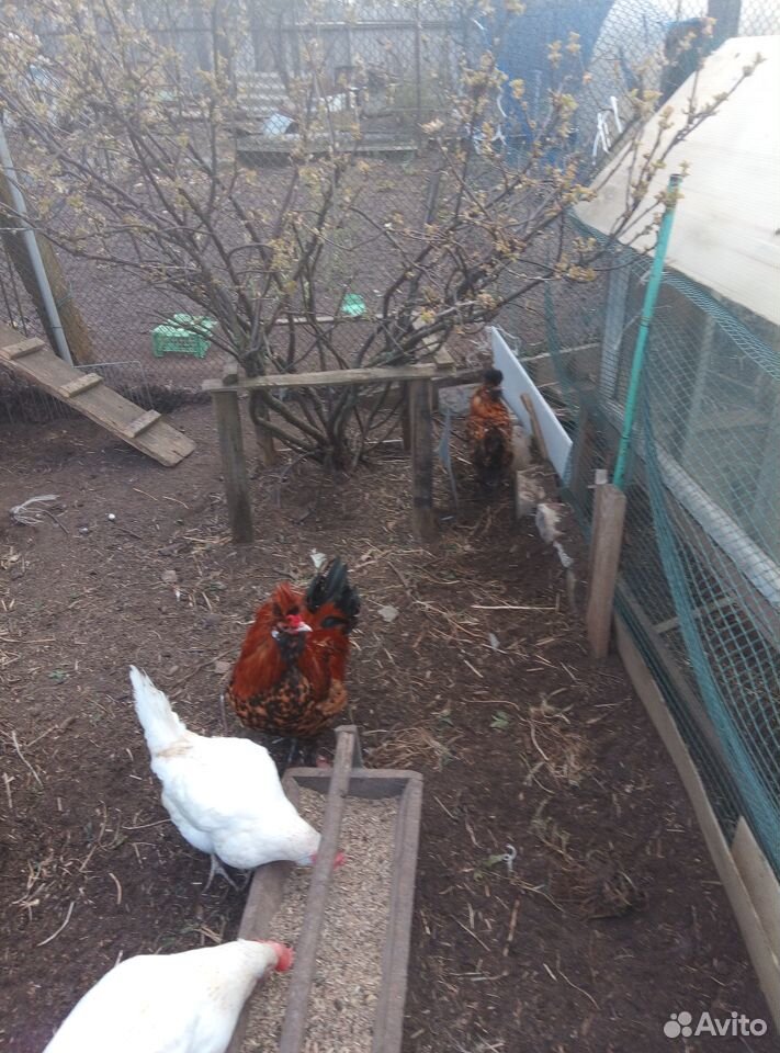 Бентамки семья, павловский петух+курица, цыплята д купить на Зозу.ру - фотография № 4