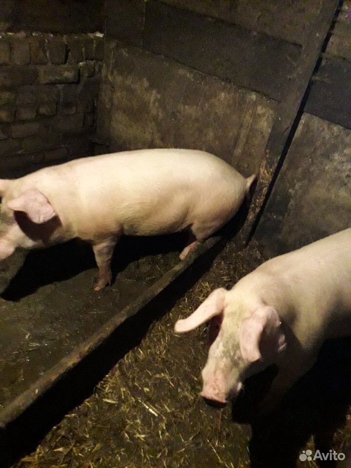 Мясо молодой свиньи купить на Зозу.ру - фотография № 3