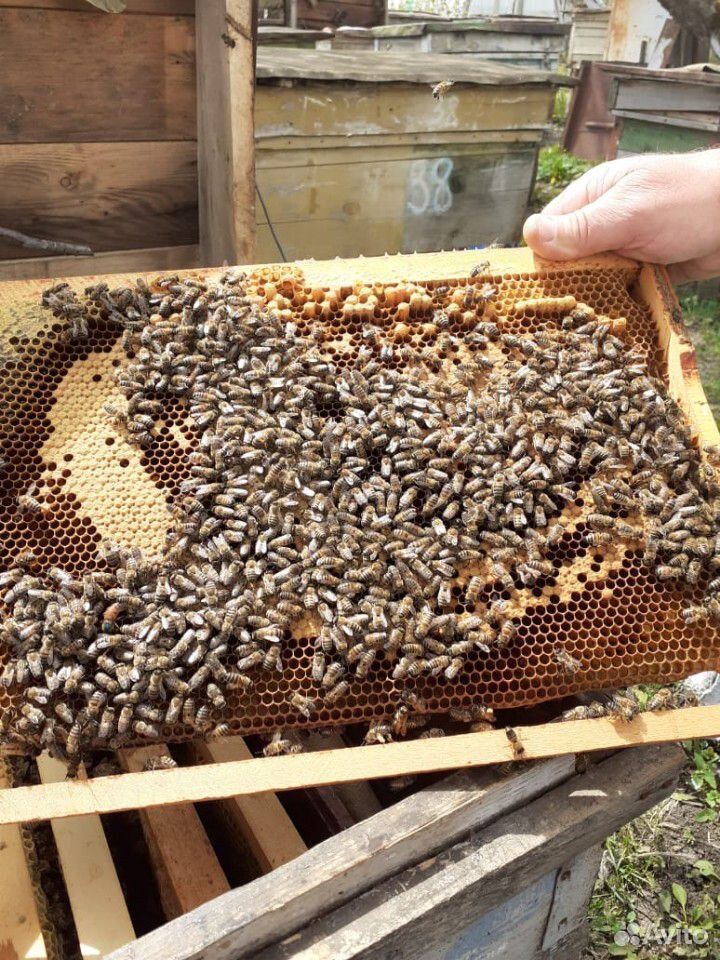 Пчелопакеты семьи пчел купить на Зозу.ру - фотография № 1