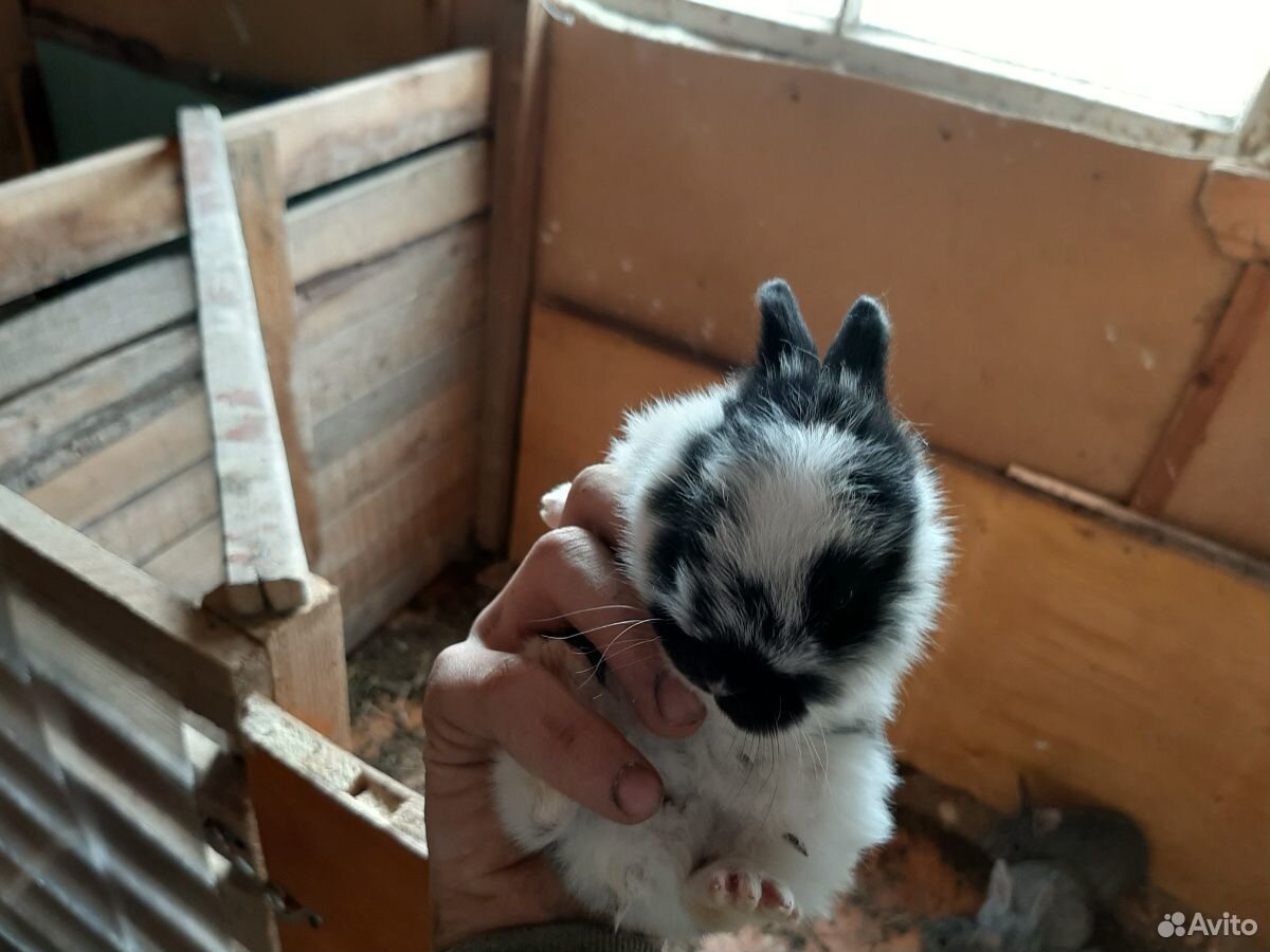 Кролики 1 месяц купить на Зозу.ру - фотография № 2