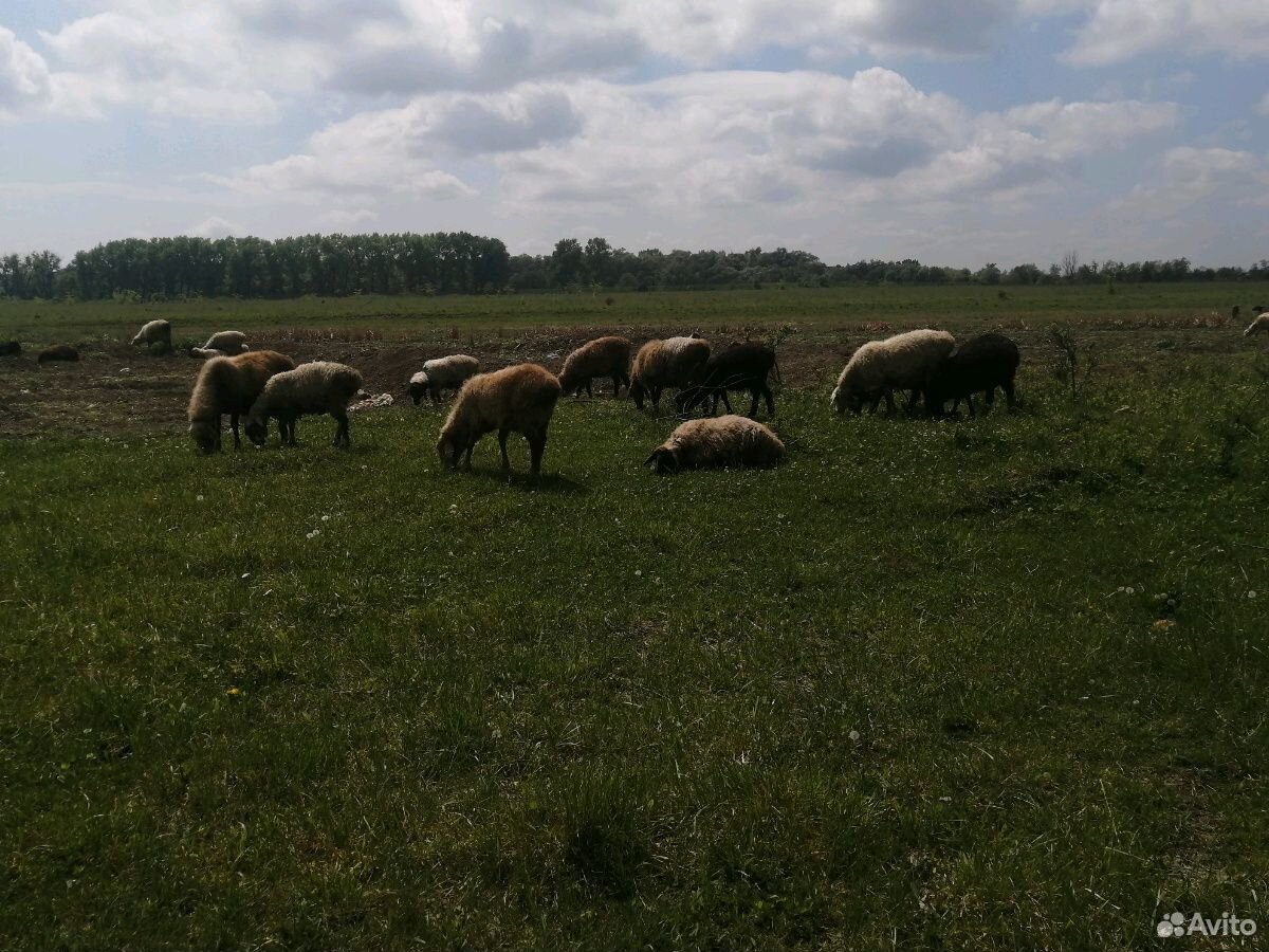 Овцематки купить на Зозу.ру - фотография № 2