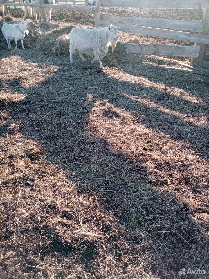 Баран, овцы козы купить на Зозу.ру - фотография № 2