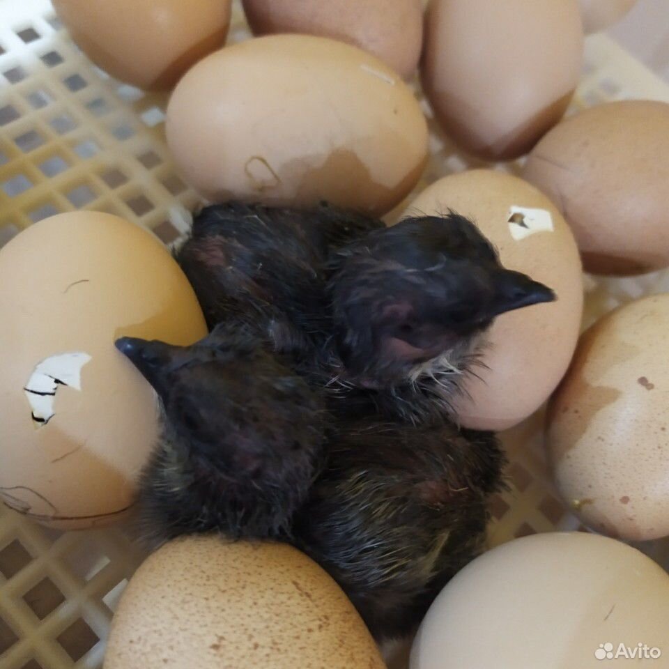 Цыплята, яйцо инкубационное купить на Зозу.ру - фотография № 5