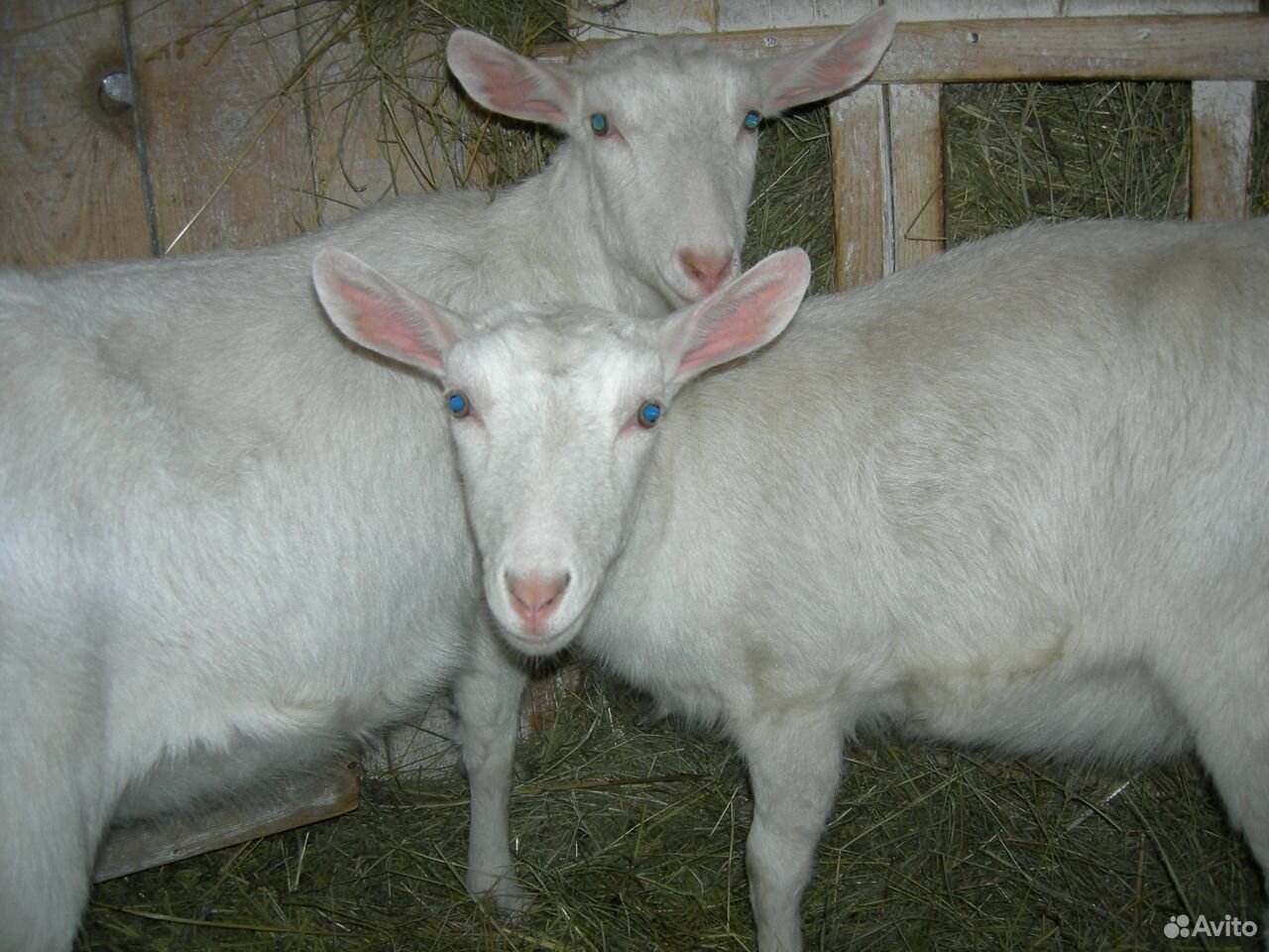 Зааненские чистопородные козы купить на Зозу.ру - фотография № 3