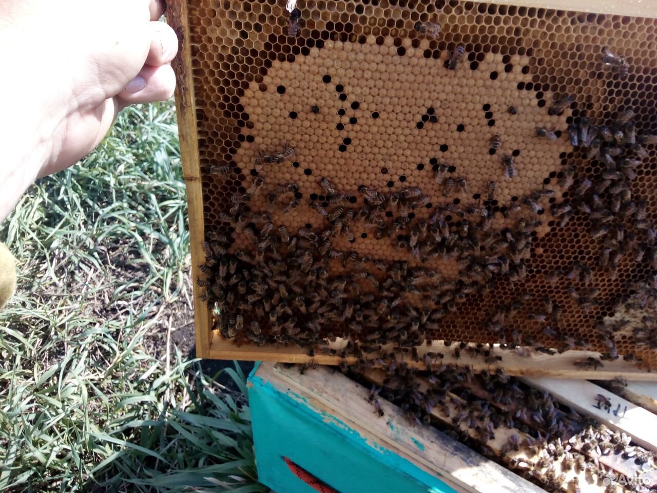 Пчелопакеты,Пчелосемьи Карника и Бакфаст купить на Зозу.ру - фотография № 6