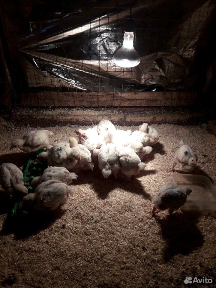 Продаются цыплята 2,5 недели купить на Зозу.ру - фотография № 2