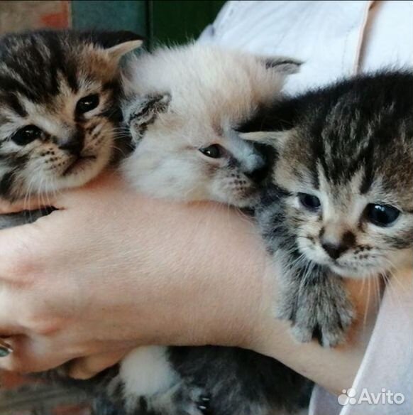 Котята на бронь им 3 недели купить на Зозу.ру - фотография № 6