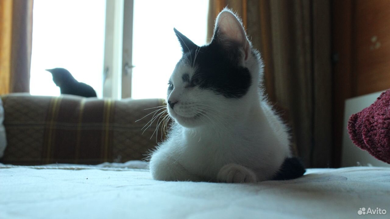 Черные и черно-белые котята, отдам купить на Зозу.ру - фотография № 9