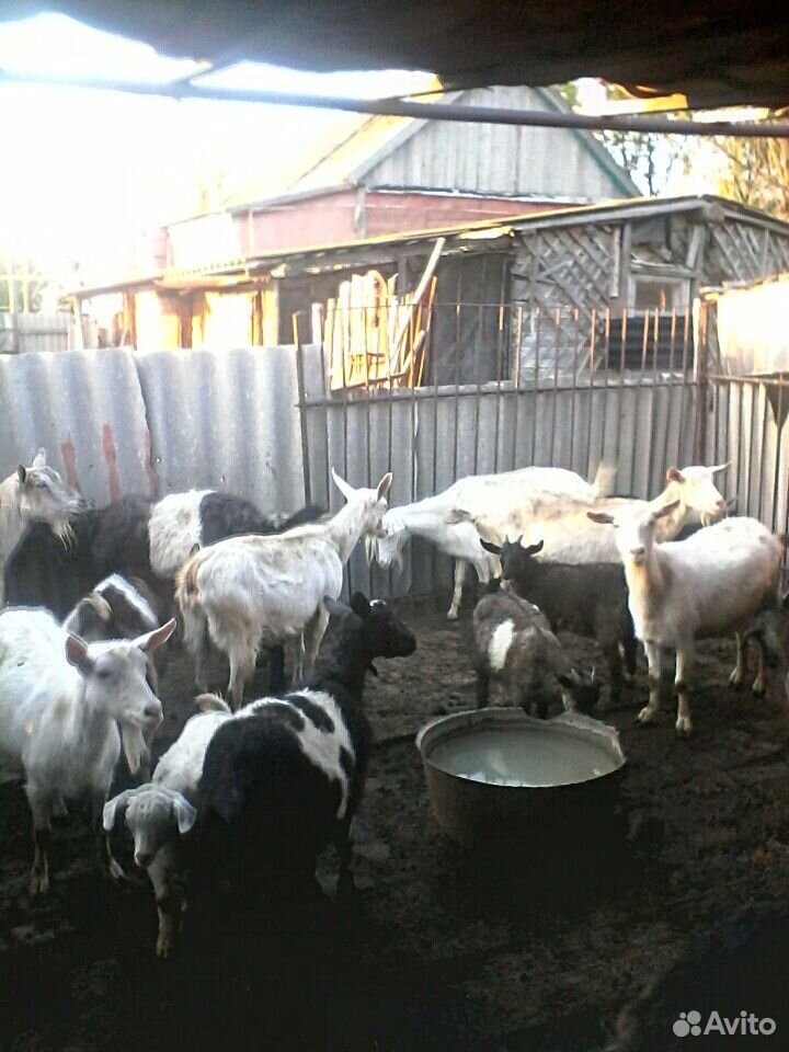 Козы дойной породы камолые и козлята 9 коз 11 козл купить на Зозу.ру - фотография № 1