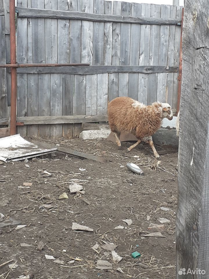 Продам овец на племя купить на Зозу.ру - фотография № 2