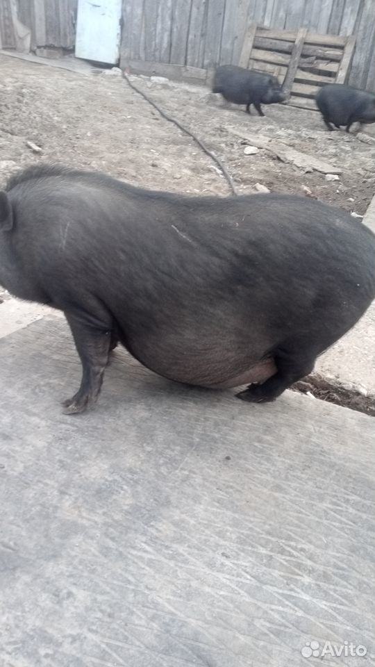 Продам вьетнамских свинок купить на Зозу.ру - фотография № 1