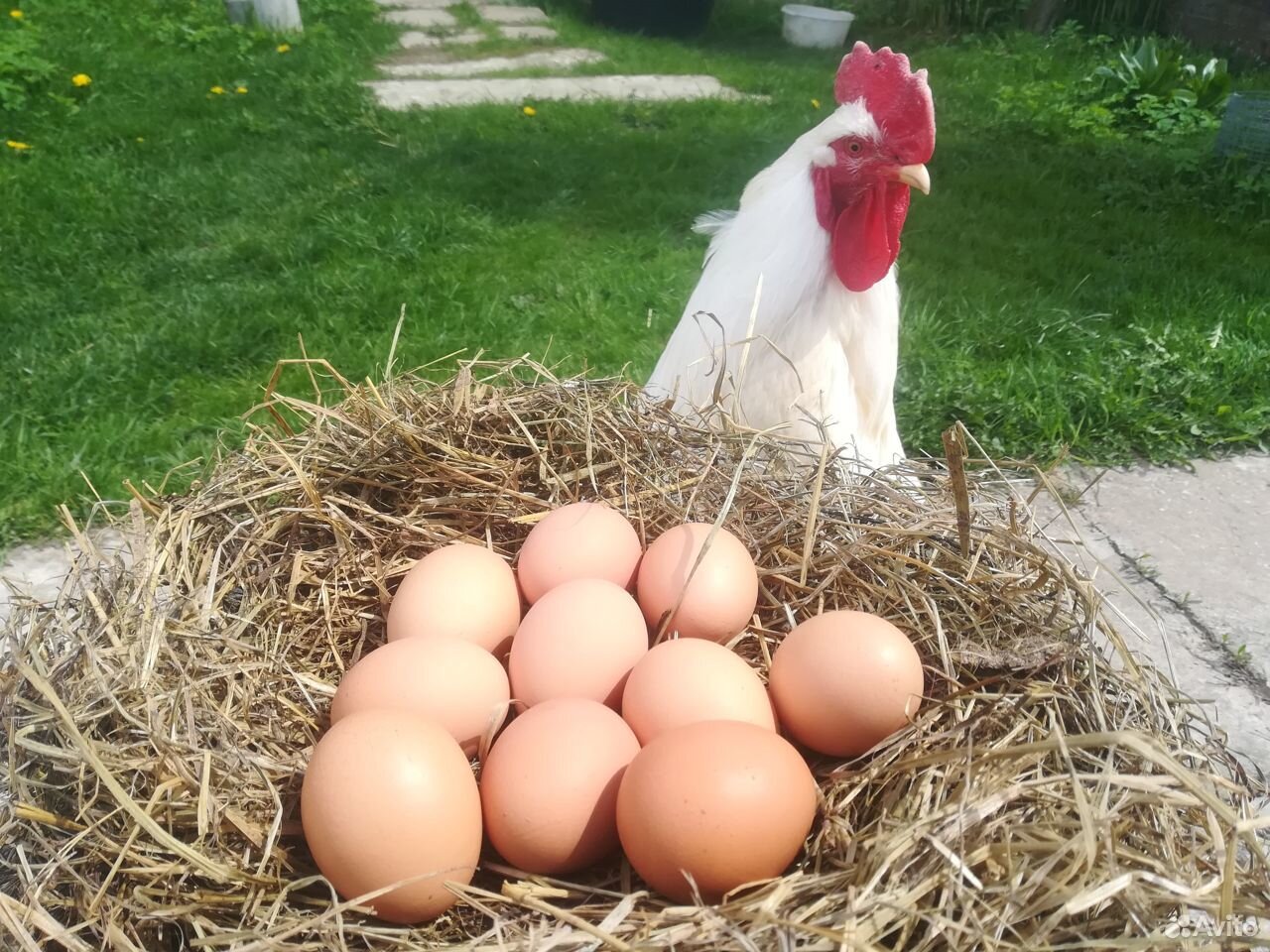 Домашние куриные яйца в Сватково купить на Зозу.ру - фотография № 1