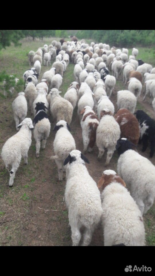 Продам овец.баран ягнята купить на Зозу.ру - фотография № 3