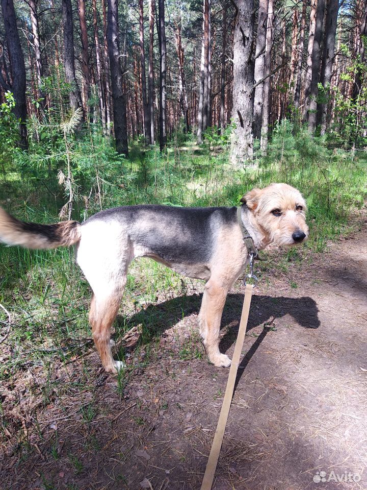 Собака Баффи ищет дом или передержку купить на Зозу.ру - фотография № 1