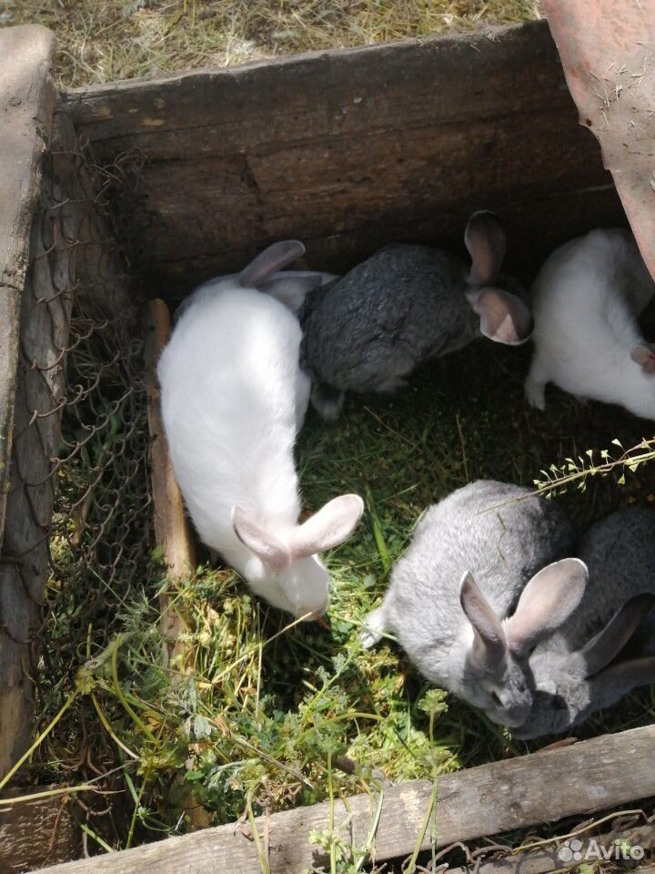 Продам кроликов 8 шт 2-ух месечные купить на Зозу.ру - фотография № 1