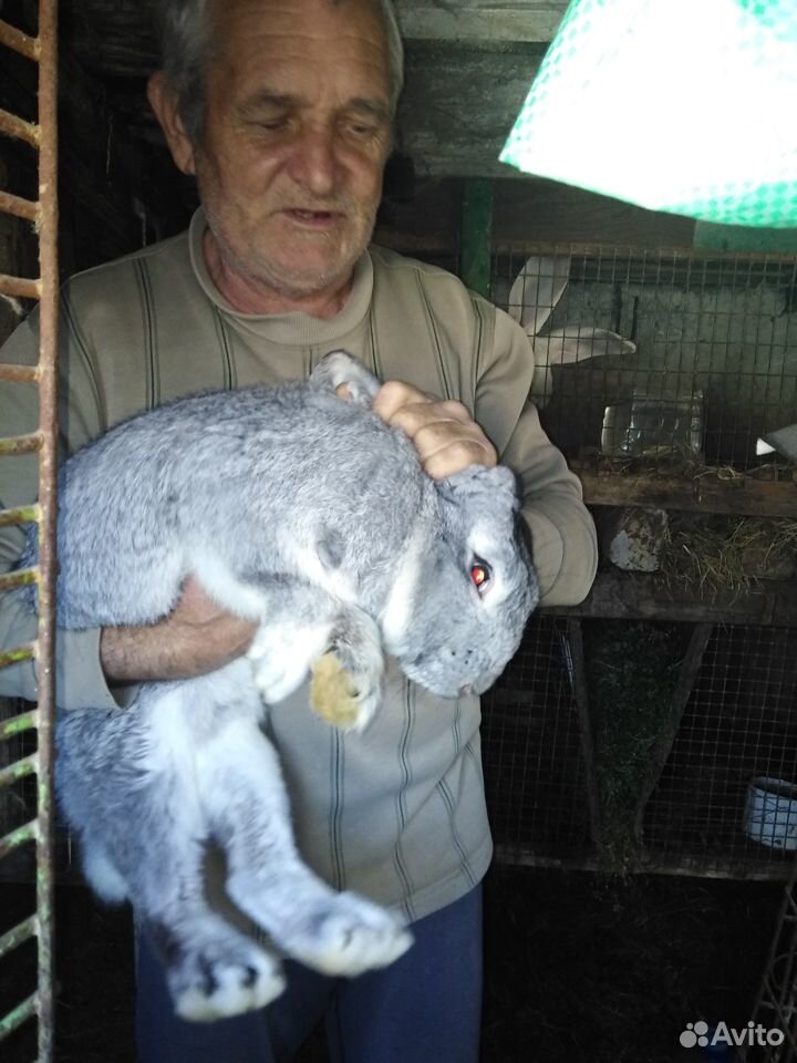 Продаю кроликов породы "великан" купить на Зозу.ру - фотография № 4