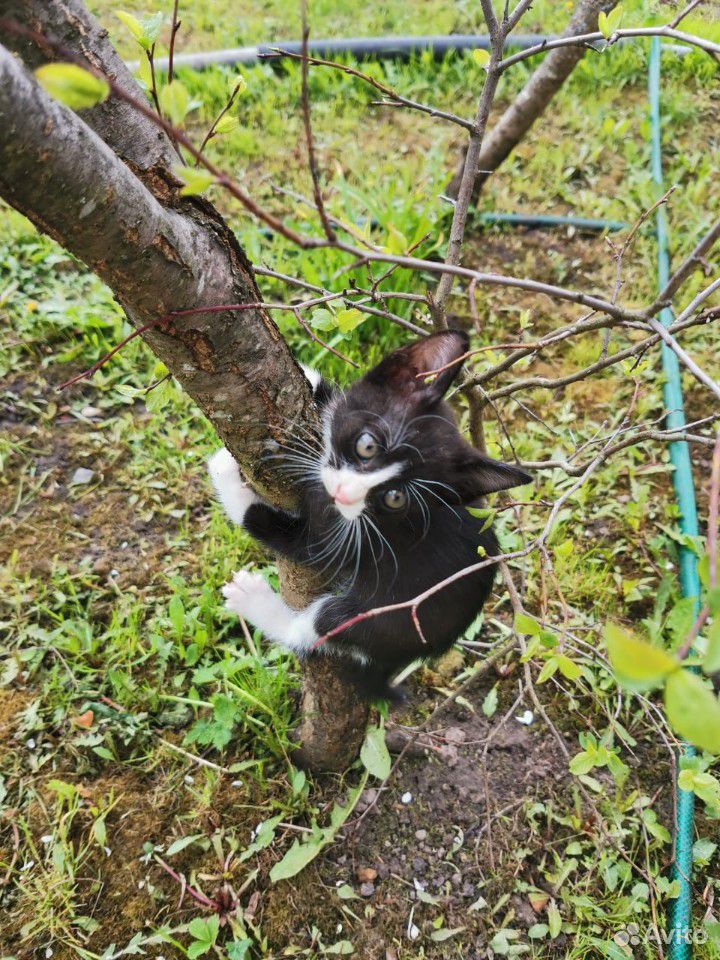 Милые котята ищут новый дом купить на Зозу.ру - фотография № 2