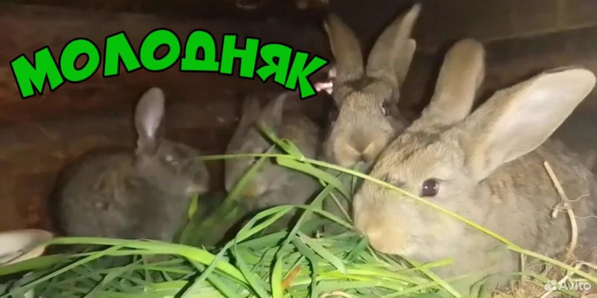 Крольчата породы серый великан купить на Зозу.ру - фотография № 2