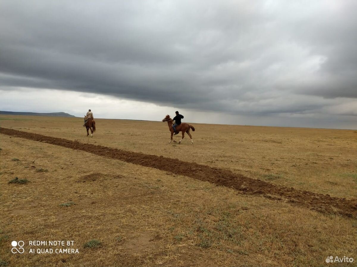 Ездавая лошадь купить на Зозу.ру - фотография № 1