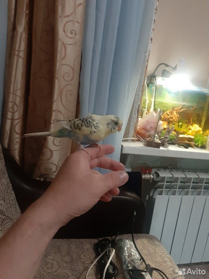 Волнистый попугайчик Кеша купить на Зозу.ру - фотография № 6