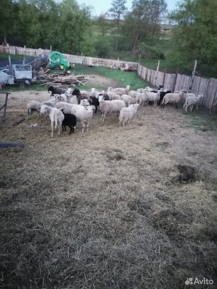 Баран, овцы, ягнята купить на Зозу.ру - фотография № 1