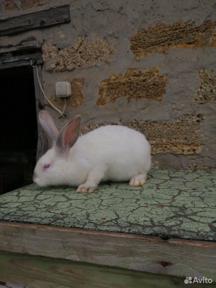 Кролики / крольчихи для разведения купить на Зозу.ру - фотография № 1