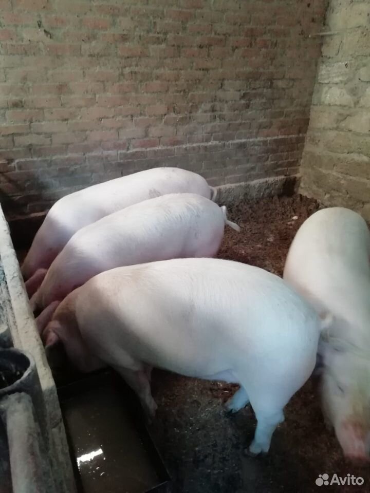 Продаю свиней купить на Зозу.ру - фотография № 6