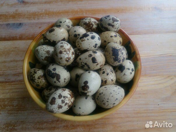 Яйцо перепелиное, Мясо перепела, кура бройлер купить на Зозу.ру - фотография № 1