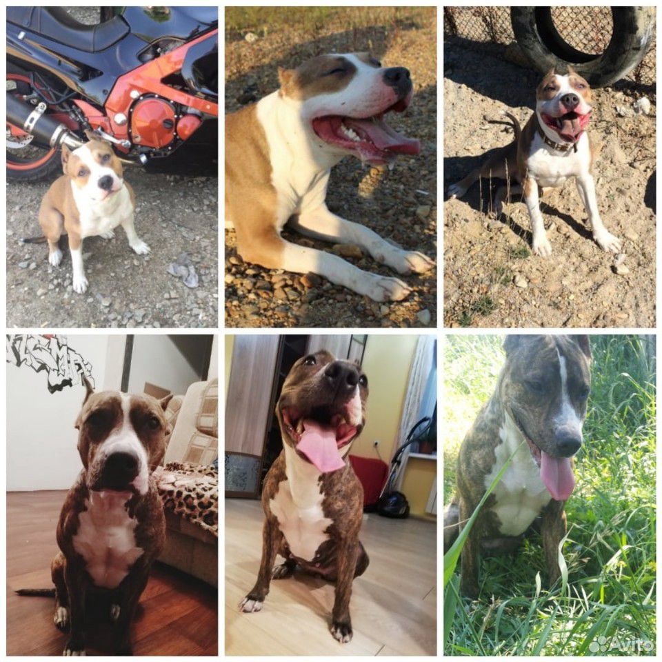 авито благовещенск животные