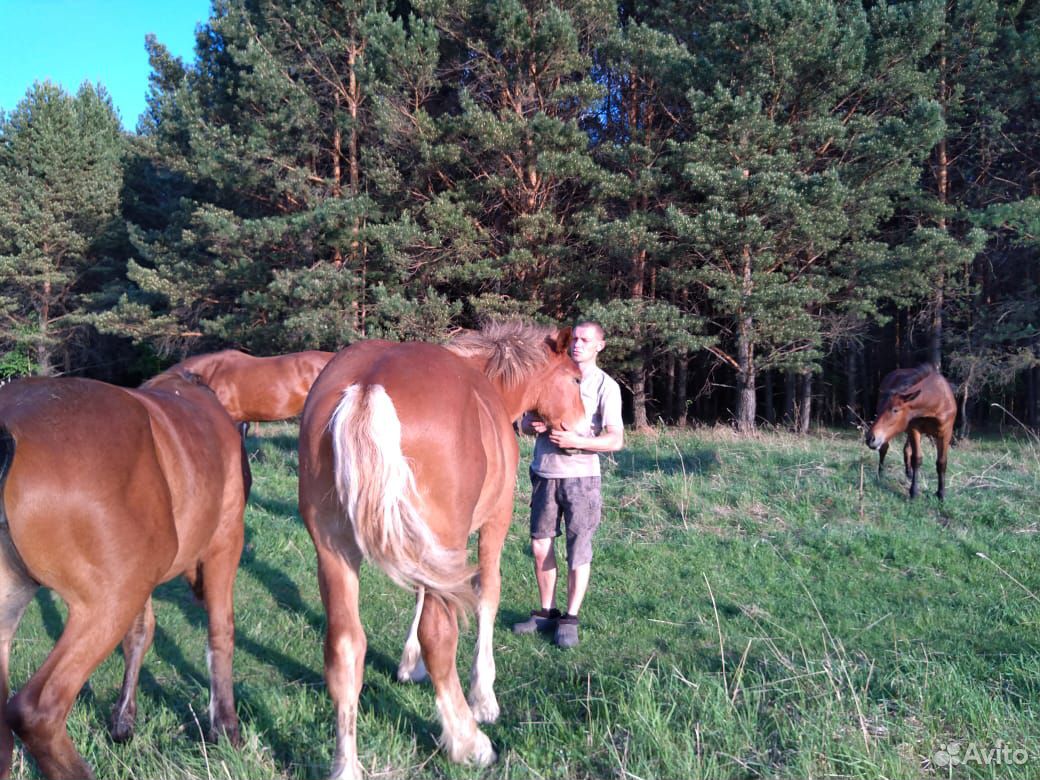 Продажа лошадей купить на Зозу.ру - фотография № 4