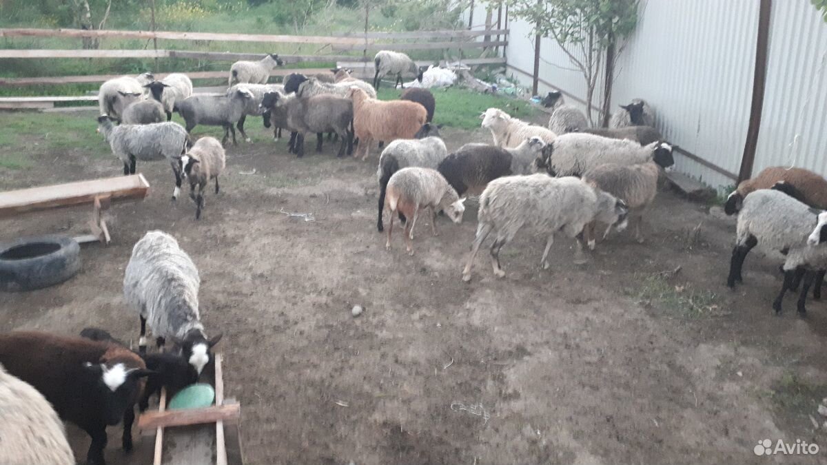 Овцы романовской породы купить на Зозу.ру - фотография № 2