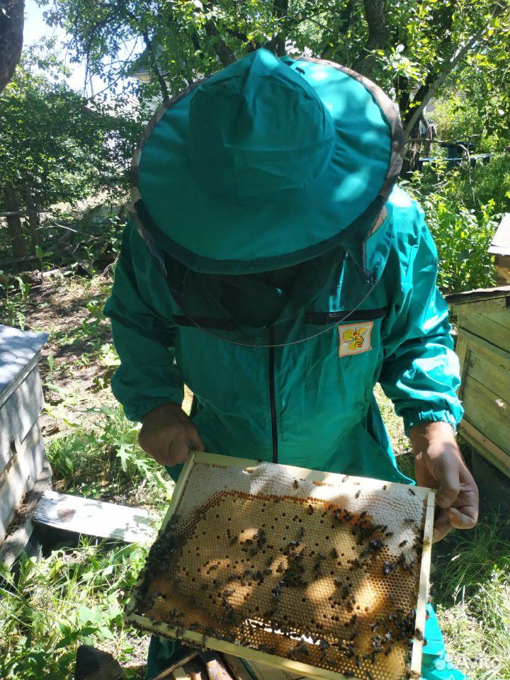 Пчелопакеты, пчелосемьи купить на Зозу.ру - фотография № 1
